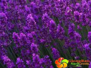 Hat-giong-hoa-Oai-Huong---Lavender