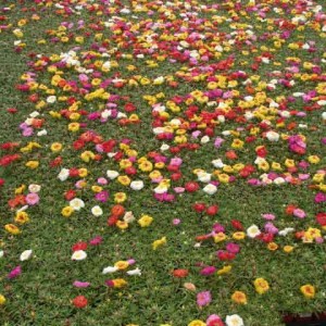 Trong-hoa-muoi-gio-thanh-tham---Portulaca-Sunseeker-Mix