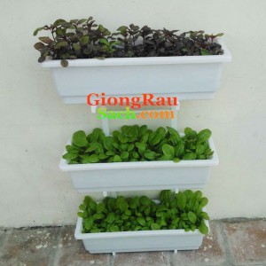 trong rau tai nha nhu chuyen gia