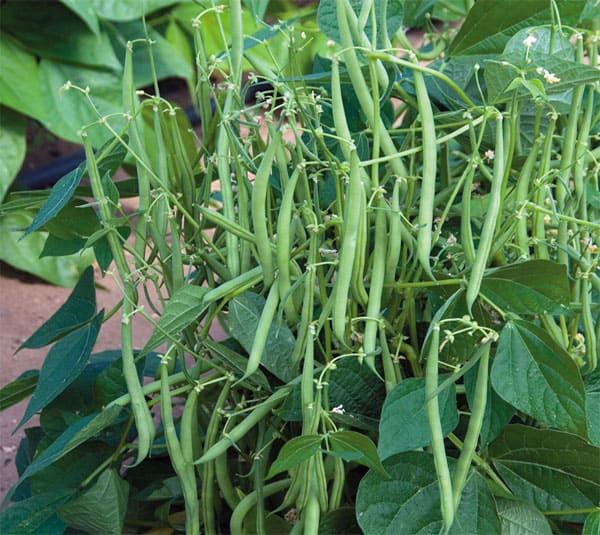 cách trồng đậu cove bụi