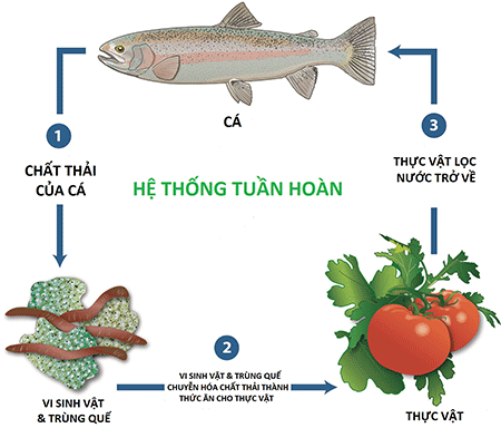 Quy-trinh-hoat-dong-aquabonics