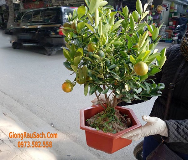 chau-nhua-trong-quat-bonsai