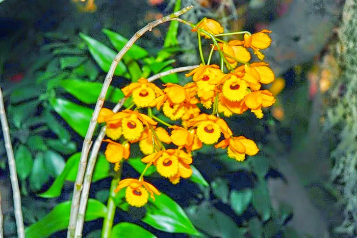 các giống lan rừng - Hoa lan Hoàng Thảo Long Nhãn