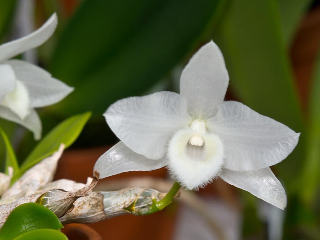 Kết quả hình ảnh cho Dendrobium parishii var. alba