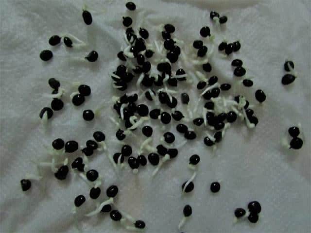 Ngâm và ủ hạt trước khi gieo là cách đảm bảo tỷ lệ hạt giống nảy mầm tốt nhất