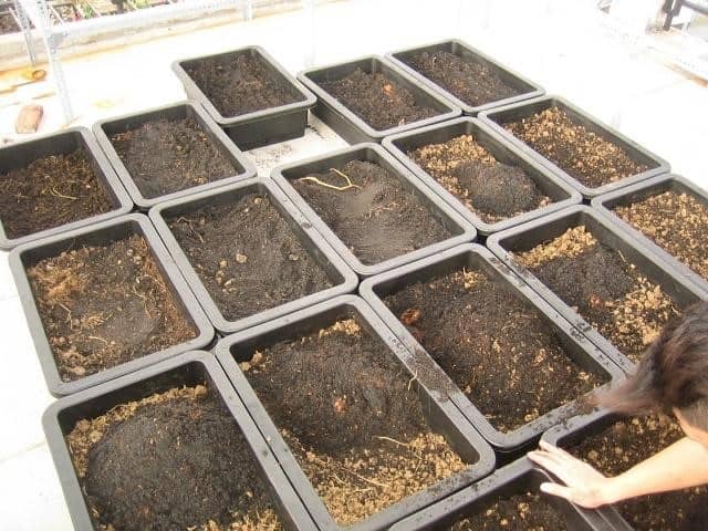 Quy trình làm đất trồng rau trong thùng xốp