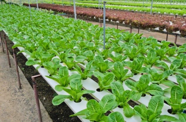 Phương pháp trồng rau thủy canh